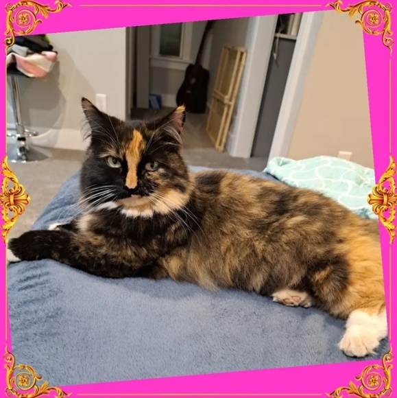 Meet your Posher, Sarah - Picture 3 of 7